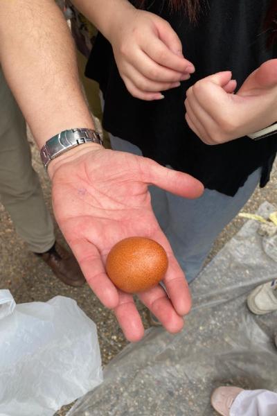 Huevos 25 011